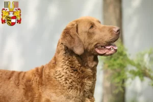 Mehr über den Artikel erfahren Chesapeake Bay Retriever Züchter und Welpen in Kärnten