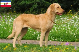 Mehr über den Artikel erfahren Chesapeake Bay Retriever Züchter und Welpen in Mecklenburg-Vorpommern