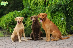 Mehr über den Artikel erfahren Chesapeake Bay Retriever Züchter und Welpen in Midtjylland