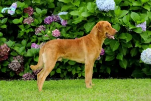 Mehr über den Artikel erfahren Chesapeake Bay Retriever Züchter und Welpen in Nordjylland