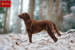 Mehr über den Artikel erfahren Chesapeake Bay Retriever Züchter und Welpen in Okzitanien