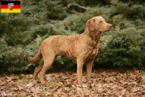 Mehr über den Artikel erfahren Chesapeake Bay Retriever Züchter und Welpen im Saarland