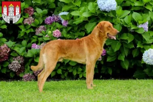 Mehr über den Artikel erfahren Chesapeake Bay Retriever Züchter und Welpen in Salzburg