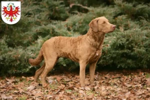 Mehr über den Artikel erfahren Chesapeake Bay Retriever Züchter und Welpen in Tirol