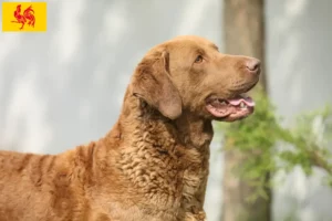 Mehr über den Artikel erfahren Chesapeake Bay Retriever Züchter und Welpen in Wallonische Region