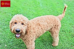 Mehr über den Artikel erfahren Goldendoodle Züchter und Welpen in Okzitanien