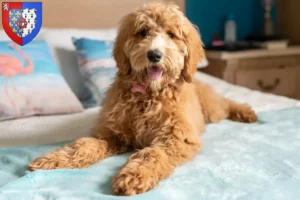 Mehr über den Artikel erfahren Goldendoodle Züchter und Welpen in Pays de la Loire