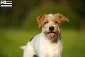 Mehr über den Artikel erfahren Kromfohrländer Züchter und Welpen in der Bretagne