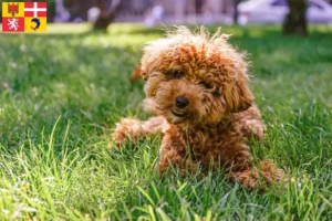 Mehr über den Artikel erfahren Maltipoo Züchter und Welpen in Auvergne-Rhône-Alpes