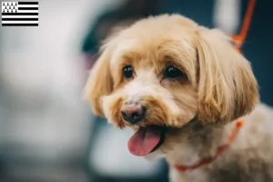 Mehr über den Artikel erfahren Maltipoo Züchter und Welpen in der Bretagne