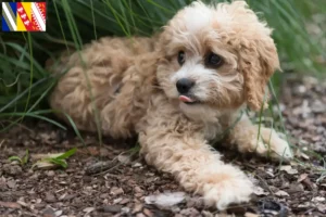 Mehr über den Artikel erfahren Maltipoo Züchter und Welpen in Grand Est