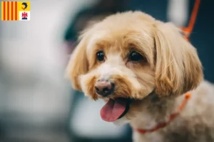 Mehr über den Artikel erfahren Maltipoo Züchter und Welpen in der Provence-Alpes-Côte d’Azur