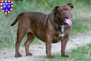 Mehr über den Artikel erfahren Olde English Bulldogge Züchter und Welpen in Centre-Val de Loire