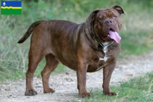 Mehr über den Artikel erfahren Olde English Bulldogge Züchter und Welpen in Flevoland