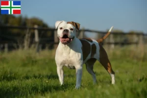 Mehr über den Artikel erfahren Olde English Bulldogge Züchter und Welpen in Groningen