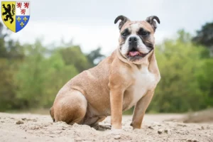 Mehr über den Artikel erfahren Olde English Bulldogge Züchter und Welpen in Hauts-de-France