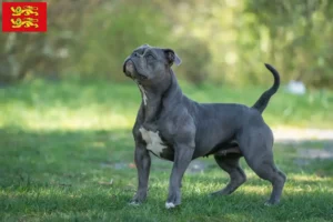 Mehr über den Artikel erfahren Olde English Bulldogge Züchter und Welpen in der Normandie