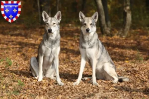 Mehr über den Artikel erfahren Saarloos-Wolfhund Züchter und Welpen in Centre-Val de Loire