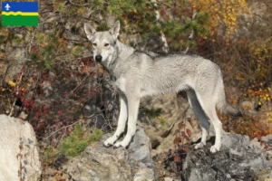 Mehr über den Artikel erfahren Saarloos-Wolfhund Züchter und Welpen in Flevoland