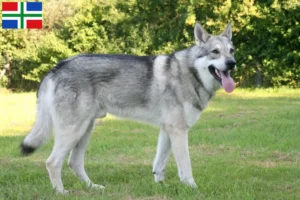 Mehr über den Artikel erfahren Saarloos-Wolfhund Züchter und Welpen in Groningen