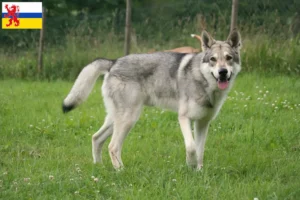 Mehr über den Artikel erfahren Saarloos-Wolfhund Züchter und Welpen in Limburg