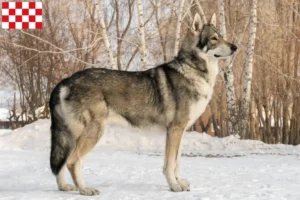 Mehr über den Artikel erfahren Saarloos-Wolfhund Züchter und Welpen in Nordbrabant