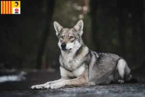 Mehr über den Artikel erfahren Saarloos-Wolfhund Züchter und Welpen in der Provence-Alpes-Côte d’Azur