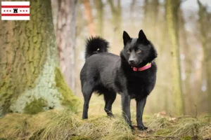 Mehr über den Artikel erfahren Schipperke Züchter und Welpen in Drenthe