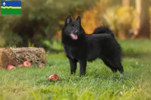 Mehr über den Artikel erfahren Schipperke Züchter und Welpen in Flevoland