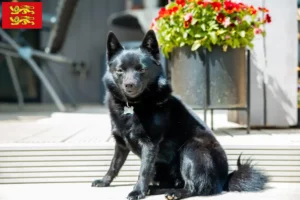 Mehr über den Artikel erfahren Schipperke Züchter und Welpen in der Normandie