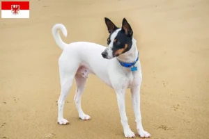 Mehr über den Artikel erfahren Tenterfield Terrier Züchter und Welpen in Brandenburg