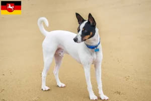 Mehr über den Artikel erfahren Tenterfield Terrier Züchter und Welpen in Niedersachsen