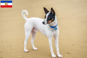 Mehr über den Artikel erfahren Tenterfield Terrier Züchter und Welpen in Schleswig-Holstein