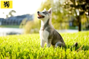 Mehr über den Artikel erfahren Alaskan Klee Kai Züchter und Welpen in Flandern