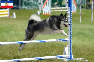 Mehr über den Artikel erfahren Alaskan Klee Kai Züchter und Welpen in Schleswig-Holstein