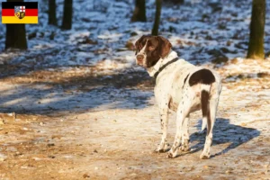 Mehr über den Artikel erfahren Altdänischer Vorstehhund Züchter und Welpen im Saarland