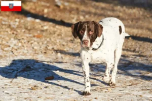 Mehr über den Artikel erfahren Altdänischer Vorstehhund Züchter und Welpen in Thüringen