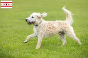 Mehr über den Artikel erfahren Labradoodle Züchter und Welpen in Drenthe