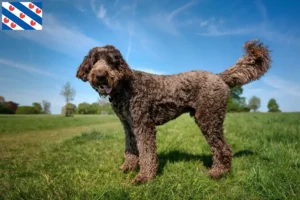 Mehr über den Artikel erfahren Labradoodle Züchter und Welpen in Friesland