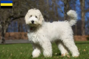 Mehr über den Artikel erfahren Labradoodle Züchter und Welpen in Gelderland