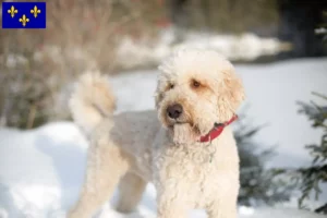 Mehr über den Artikel erfahren Labradoodle Züchter und Welpen in Île-de-France