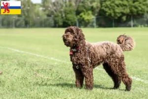 Mehr über den Artikel erfahren Labradoodle Züchter und Welpen in Limburg