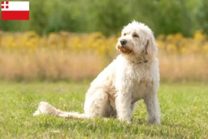 Mehr über den Artikel erfahren Labradoodle Züchter und Welpen in Utrecht