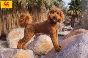 Mehr über den Artikel erfahren Labradoodle Züchter und Welpen in Wallonische Region