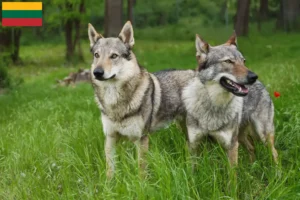 Mehr über den Artikel erfahren Tschechoslowakischer Wolfhund Züchter und Welpen in Litauen